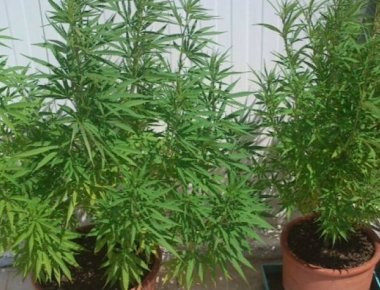 Λέσβος: 27χρονος είχε στήσει το δικό του «εργαστήρι» χασισοκαλλιέργειας